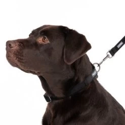 Halsband Nomad Tales Blush, Ebony -Hondenbenodigdheden Korting 324704 blush l fg 7241 2