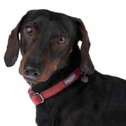 Halsband Nomad Tales Blush, Rosé -Hondenbenodigdheden Korting 324707 blush s fg 7010 1