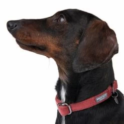 Halsband Nomad Tales Blush, Rosé -Hondenbenodigdheden Korting 324707 blush s fg 7015 6