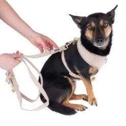 Nomad Tales Calma Hondenriem, Sand -Hondenbenodigdheden Korting 324713 calma fg 7805 1