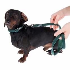 Halsband Nomad Tales Blush Emerald - Groen -Hondenbenodigdheden Korting 324796 blush s fg 6978 7