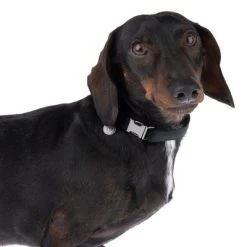 Halsband Nomad Tales Blush, Ebony -Hondenbenodigdheden Korting 324897 blush s fg 7023 5