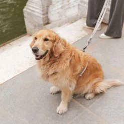 Hondenriem Nomad Tales Blush, Taupe 19 Hondenriem Nomad Tales Blush, Taupe -Hondenbenodigdheden Korting 325296 325297 nomad tales blush hundeleine taupe hs 07 1