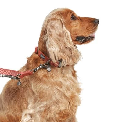 Hondenriem Nomad Tales Blush, Rosé 16 Hondenriem Nomad Tales Blush, Rosé - Afbeelding 14