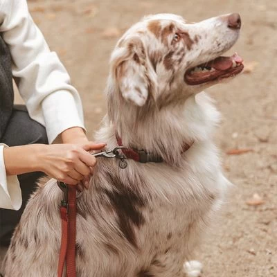 Hondenriem Nomad Tales Blush, Rosé 9 Hondenriem Nomad Tales Blush, Rosé - Afbeelding 7