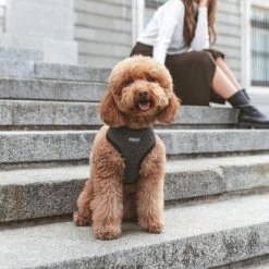 Nomad Tales Calma Tuig, Ebony -Hondenbenodigdheden Korting 325796 nomad tales calma ebony 01 5