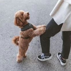 Nomad Tales Calma Tuig, Ebony -Hondenbenodigdheden Korting 325796 nomad tales calma ebony 04 5