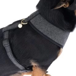 Nomad Tales Calma Tuig, Ebony -Hondenbenodigdheden Korting 325898 calma fg 7835 1