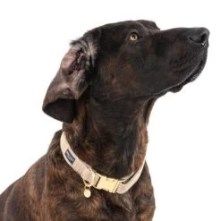 Nomad Tales Calma Halsband, Sand 20 Nomad Tales Calma Halsband, Sand -Hondenbenodigdheden Korting 325903 calma l sand fg 7964 0