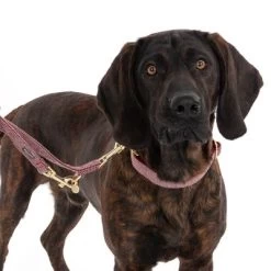 Nomad Tales Calma Halsband, Burgundy -Hondenbenodigdheden Korting 325904 calma l burgundy fg 7951 1