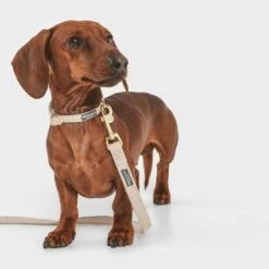 Nomad Tales Calma Hondenriem, Sand -Hondenbenodigdheden Korting 326096 nomad tales calma hundeleine sand 120cm 03 3