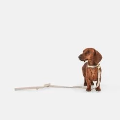 Nomad Tales Calma Halsband, Sand 29 Nomad Tales Calma Halsband, Sand -Hondenbenodigdheden Korting 326198 326096 nomad tales calma halsband ebony 02 9