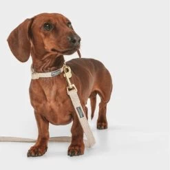 Nomad Tales Calma Halsband, Sand 32 Nomad Tales Calma Halsband, Sand -Hondenbenodigdheden Korting 326198 326096 nomad tales calma halsband ebony 03 4