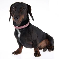 Nomad Tales Calma Halsband, Burgundy -Hondenbenodigdheden Korting 326204 calma m fg 7337 8