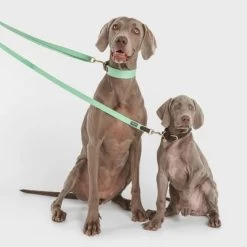 Halsband Nomad Tales Bloom, Mint -Hondenbenodigdheden Korting 326798 nomad tales bloom halsband mint 02 9