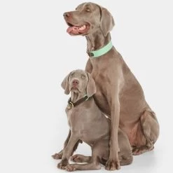 Halsband Nomad Tales Bloom, Mint -Hondenbenodigdheden Korting 326798 nomad tales bloom halsband mint 03 7