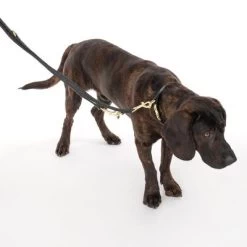 Nomad Tales Calma Halsband, Ebony -Hondenbenodigdheden Korting 326805 calma l ebony fg 7938 1