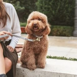 Nomad Tales Calma Halsband, Stone -Hondenbenodigdheden Korting 326806 326197 nomad tales calma halsband stone 04 2