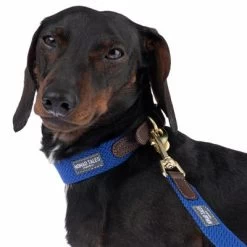 Hondenriem Nomad Tales Bloom, Sapphire -Hondenbenodigdheden Korting 327096 328196 bloom xs fg 7379 2