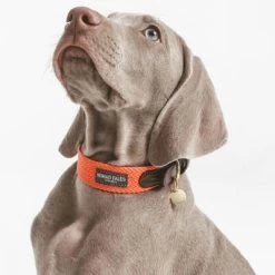 Nomad Tales Bloom Halsband, Coral -Hondenbenodigdheden Korting 328396 nomad tales halsband bloom coral 01 5