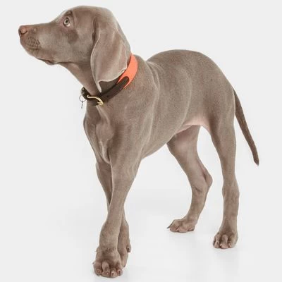 Nomad Tales Bloom Halsband, Coral - Afbeelding 4