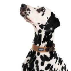 Nomad Tales Bloom Halsband, Caramel 24 Nomad Tales Bloom Halsband, Caramel -Hondenbenodigdheden Korting 328398 bloom l fg 7612 3