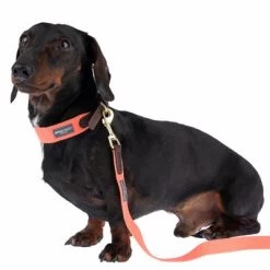 Nomad Tales Bloom Halsband, Coral -Hondenbenodigdheden Korting 328496 328200 bloom xs fg 7421 3 1