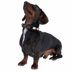 Nomad Tales Spirit Halsband, Ebony -Hondenbenodigdheden Korting 329001 spirit xs fg 7711 1