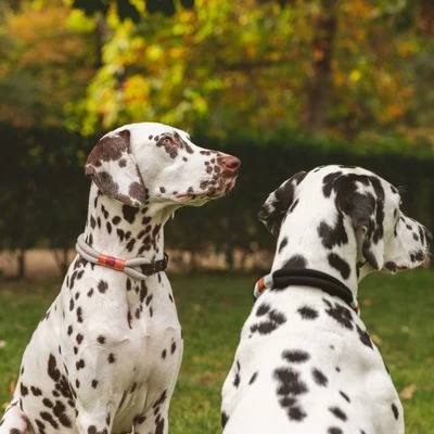 Nomad Tales Spirit Halsband, Stone 11 Nomad Tales Spirit Halsband, Stone - Afbeelding 9