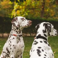 Nomad Tales Spirit Halsband, Ebony -Hondenbenodigdheden Korting 329197 nomad tales spirit halsband stone 02 7