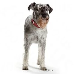 Hunter Halsband Swiss -Hondenbenodigdheden Korting 36707 hunter halsband swiss hund 05 2013 4