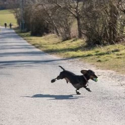 Hondenschoen S & P Boots 26 Hondenschoen S & P Boots -Hondenbenodigdheden Korting 52149 hundeschuhe xs fg 0890 4