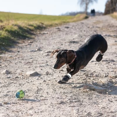 Hondenschoen S & P Boots 12 Hondenschoen S & P Boots - Afbeelding 10