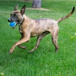 KONG Ultra SqueakAir Ball -Hondenbenodigdheden Korting 617250 kong ultra squeakair balls 03 9