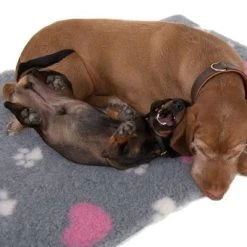 Vetbed® Pootjes & Hartjes -Hondenbenodigdheden Korting 65084 isobed zooplus dsc3141 2