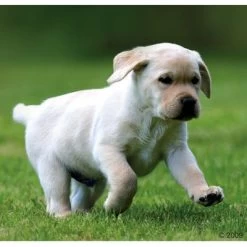 Voordeelpakket Rocco Junior 24 X 800 G 21 Voordeelpakket Rocco Junior 24 X 800 G -Hondenbenodigdheden Korting 66874 rocco welpe 1