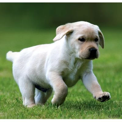 Voordeelpakket Rocco Junior 24 X 800 G 12 Voordeelpakket Rocco Junior 24 X 800 G - Afbeelding 10