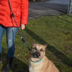 Julius K9 JULIUS-K9 IDC® Verstelbare Hondenriem 12 Julius K9 JULIUS-K9 IDC® Verstelbare Hondenriem -Hondenbenodigdheden Korting 89698 juliusk9 idcadjustableropeleash hs 12 1