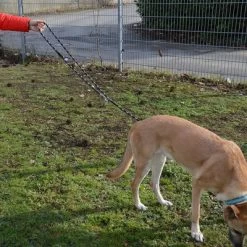 Julius K9 JULIUS-K9 IDC® Verstelbare Hondenriem 17 Julius K9 JULIUS-K9 IDC® Verstelbare Hondenriem -Hondenbenodigdheden Korting 89698 juliusk9 idcadjustableropeleash hs 13 2