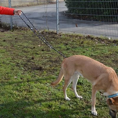 Julius K9 JULIUS-K9 IDC® Verstelbare Hondenriem 9 Julius K9 JULIUS-K9 IDC® Verstelbare Hondenriem - Afbeelding 7