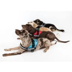 Julius K9 JULIUS-K9® Powertuigje - Antraciet -Hondenbenodigdheden Korting juliusk9 powergeschirr 4 farben 3