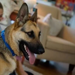 PetSafe Huisdierklep Extreme Weather -Hondenbenodigdheden Korting petsafe hundeklappe extremeweather hs 03 1