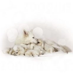 Royal Canin Babydog Milk 8 Royal Canin Babydog Milk -Hondenbenodigdheden Korting rc dogmilk 3 1