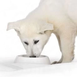 Royal Canin Starter Mousse Mother & Babydog Hondenvoer 11 Royal Canin Starter Mousse Mother & Babydog Hondenvoer -Hondenbenodigdheden Korting rc mousse 0 2