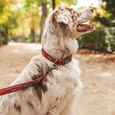 Hondenriem Nomad Tales Blush, Rosé 5 Hondenriem Nomad Tales Blush, Rosé - Afbeelding 3